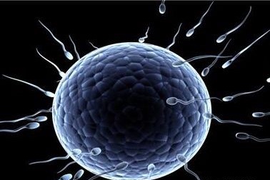 冻胚移植成功率与流程 - 安维纳ANVINO